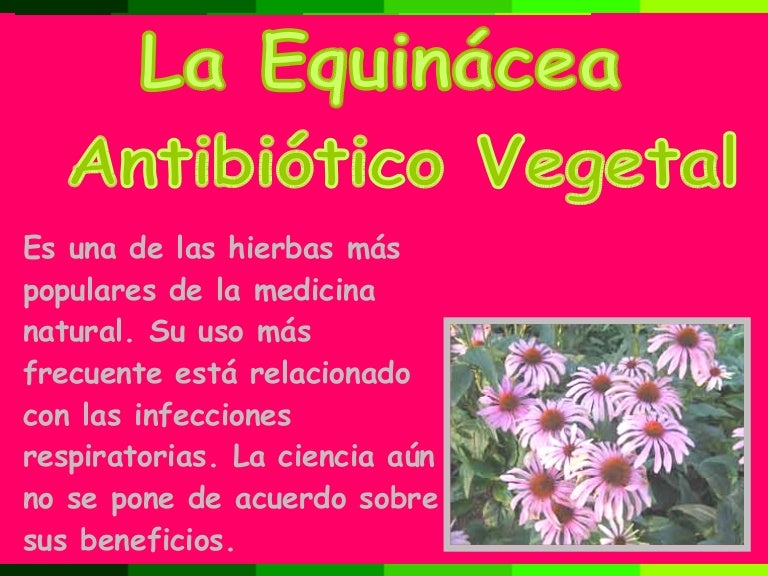 echinacea usos y beneficios